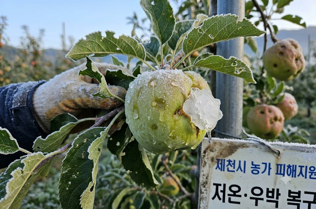 제천시, 이상 저온·우박 피해 농가 6억4천400만원 지원 2 image 11