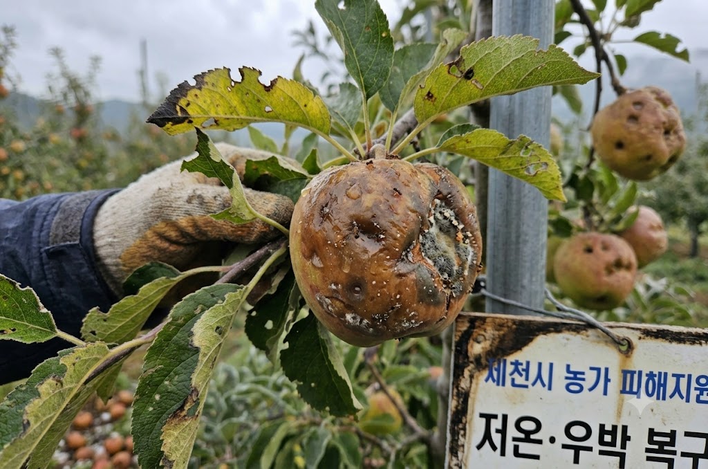 제천시, 이상 저온·우박 피해 농가 6억4천400만원 지원 1 1251204d daaf 4967 831a de8c9a232841 1